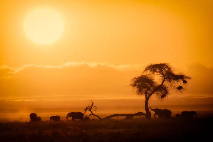 Sunrise over the open plains of Amboseli National Park, Kenya, with acacia and dust in the low light