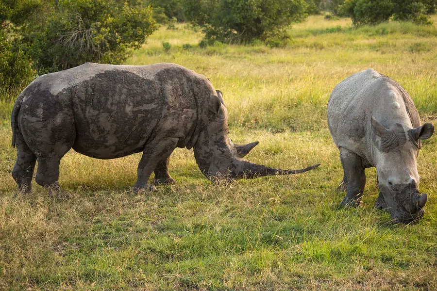 Southern white rhinos grazing at Ol Pejeta Conservancy, Kenya