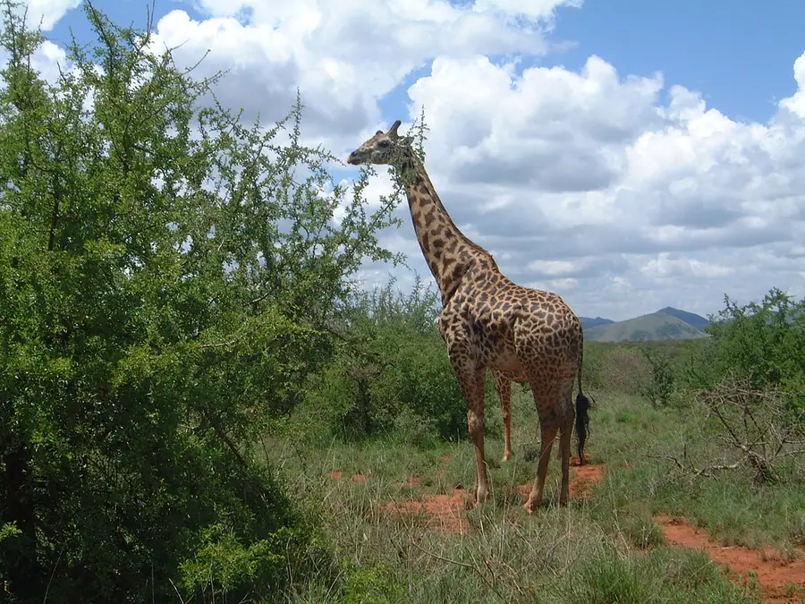 A giraffe standing among scrub in Tsavo National Park, Kenya